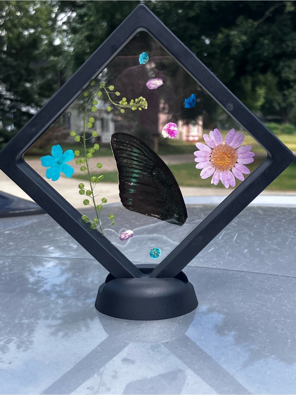 Real green-iridescent single butterfly wing and real botanicals